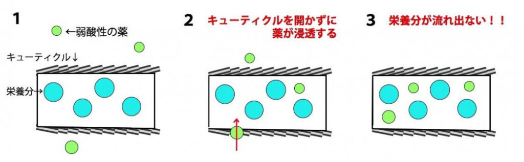 キューティクル